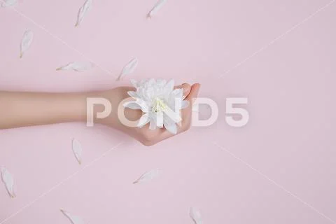 Female hand with white flowers on pink background Stock Photos