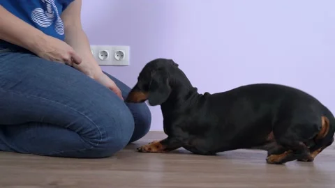 Female handler plays with active dachshund dog while teaching it to obey the sit Stock Footage 163387825