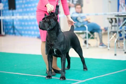 A female handler puts a Cane Corso dog in the ring at a dog show. Stock Photos