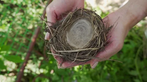 Female hands are holding an empty bird nest. Close-up, slight natural camera  Stock Footage 156066447