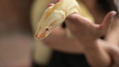 Female hands are holding a python. Snake game 스톡 동영상 164002011