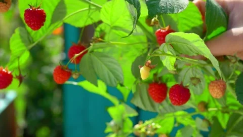 Female hands are picking large juicy raspberries from the bush on the sunny day Stock Footage 153467503