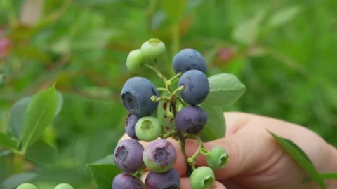 Female hands are picking large blueberries from the green bush on the gloomy day Stock Footage 213228370