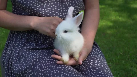 Female hands are stroking a rabbit. An unusual pet. Cute white rabbit. Stock Footage 159866324