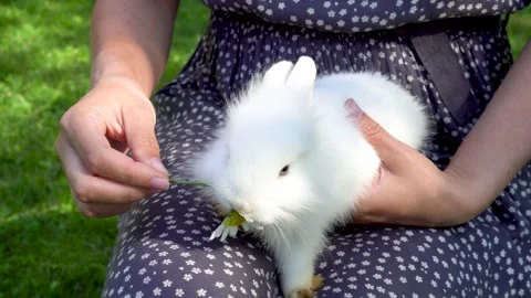 Female hands are stroking a rabbit. An unusual pet. Cute white rabbit. Stock Footage 159866385