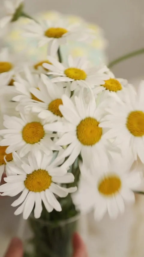 Female hands arranging a fresh chamomile bouquet in a glass vase Stock Footage 338351398