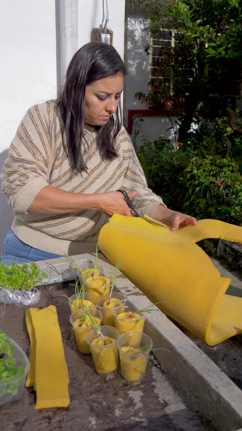 Female hands assembling hydroponic seedling baskets Stock Footage 310348931