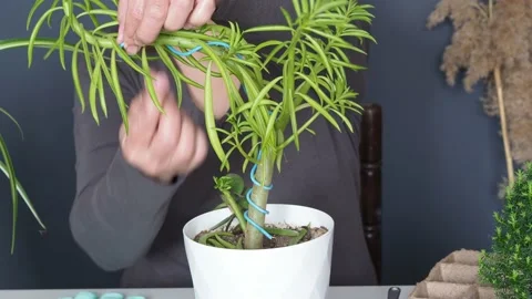 Female hands bends branches and forms a crown with wire. Potting and gardening Stock Footage 172487009