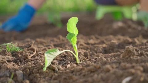 Female hands in blue rubber gloves working in garden bed with white cabbage Vídeo Stock 340388902