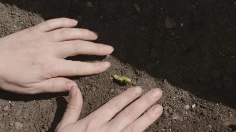 Female hands carefully plant seed sprout in brown soil ground. love for nature Stock Footage 244606853
