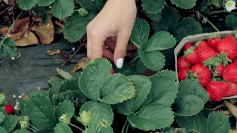 Female hands collecting strawberries from patch. Vídeos de archivo 151903484