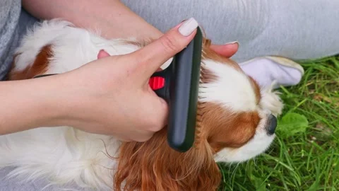 Female hands combing Cavalier King Charles Spaniel dog hair with a brush 스톡 동영상 285775963