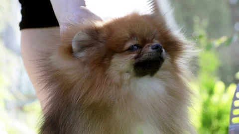 Female hands combing wool of Spitz dog. Stock Footage 157914533