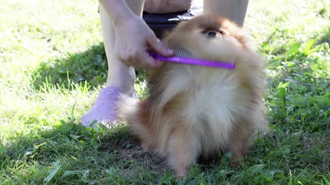Female hands combing wool of Spitz dog. Stock Footage 157915835
