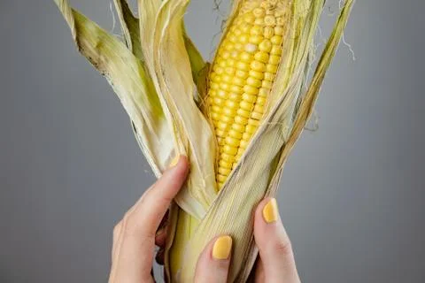 Female hands with a corncob Stock Photos
