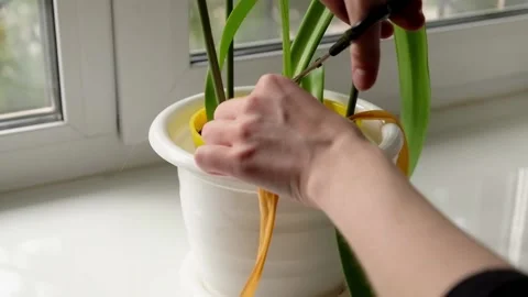 Female hands cuts off dead orange leaves of green plant with scissors Stock Footage 160805483