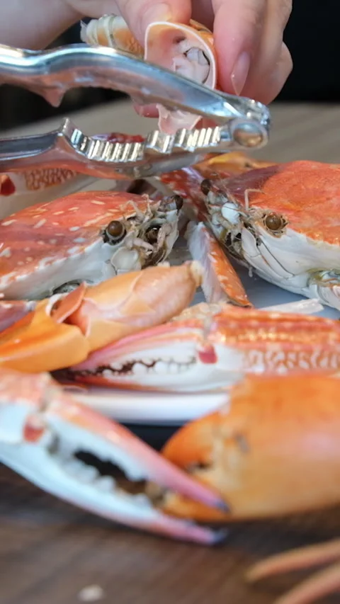 Female hands cutting cooked king crab legs Stock Footage 279821708