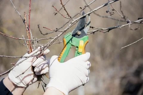 Female hands doing spring pruning of fruit trees with pruning shears garden care Stock Photos