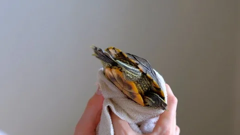 Female Hands Drying Red-eared turtle In White Towel After Washing In Bathtub. Stock-Footage 105848657