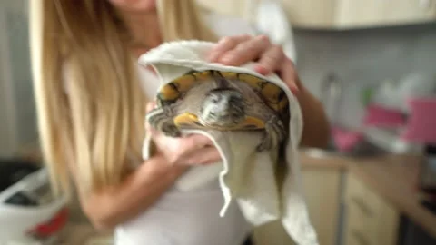 Female hands drying red-eared turtle In white towel after washing In bathtub. Видео 151734166