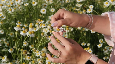 Female hands in the frame Stock Footage 156675481