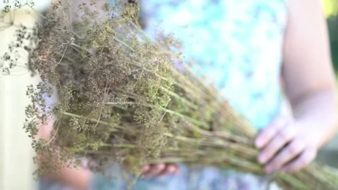 Female hands gently grasp dense bundle of mature dill with brownish umbels.  Stock Footage 341630757