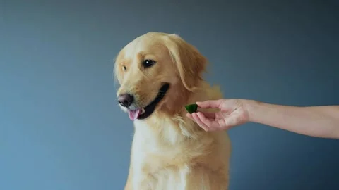 Female hands give a cucumber white retriever dog on gray background Stock Footage 138862829