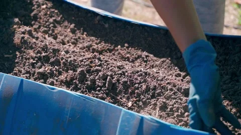 Female hands in gloves improve a mini garden bed in a plastic barrel Stock Footage 279075235