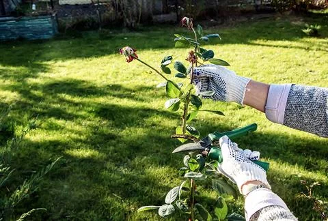 Female hands in gloves perform pruning of rose bushes before winter. Foto stock