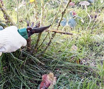Female hands in gloves perform pruning of rose bushes before winter. Foto stock