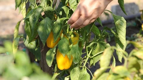 Female hands harvest a bell pepper in a vegetable garden Stock Footage 118205341