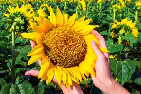 Female hands with a head of sunflower against the background of a field of su Stock Photos