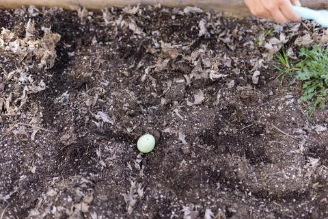 Female hands hiding easter eggs in an empty planter box Stock Photos