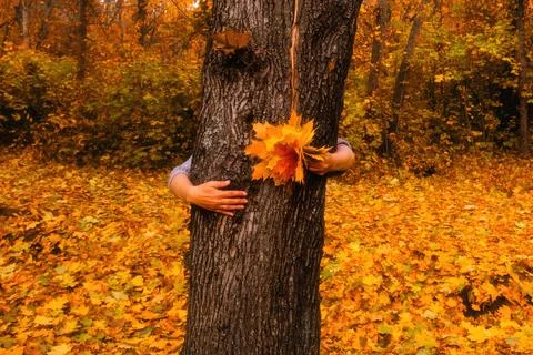 Female hands hugging a large tree trunk in autumn forest while holding orange Stockfoto's