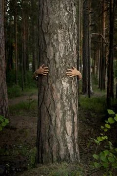 Female hands hugging a tree trunk in the forest Stock Photos