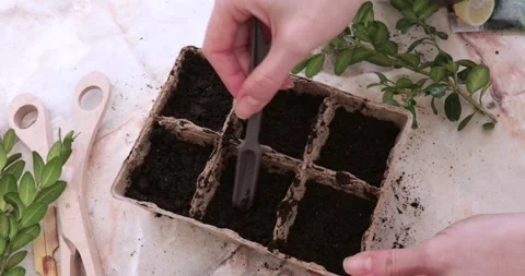 Female hands level the ground in the boxes for planting seeds with a small stick Stock Footage 172594190