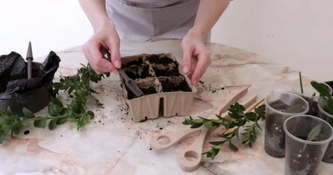 Female hands level the ground in the boxes for planting seeds with a small stick Stock Footage 172595204