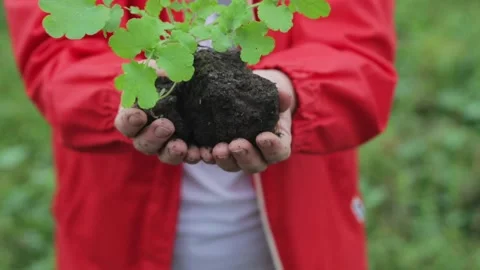 Female hands lovingly demonstrate the plant grown in the ground. Stock Footage 143399746