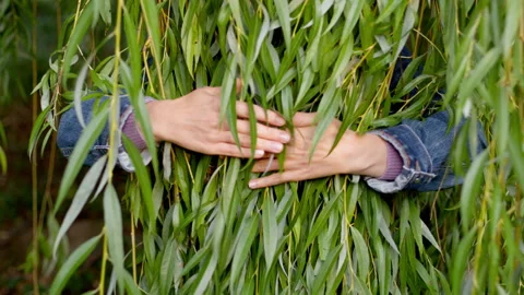 Female hands lovingly embrace the branches and leaves of a tree. Environment. Stock Footage 160271780