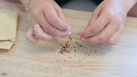 Female hands meticulously extracting tiny black basil seeds from dried flower Stock Footage 343385600