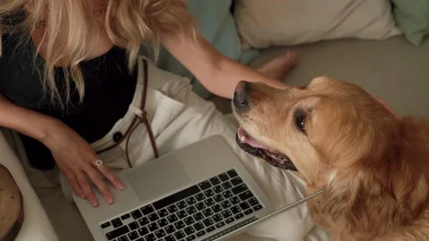 Female hands petting and playing with beautiful Labrador dog Video stock 197922053