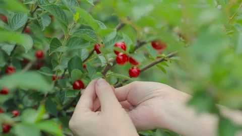 Female hands pick cherry berries in garden, picking of orchard fruits harvest 스톡 동영상 202007344