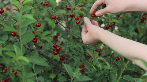 Female hands pick cherry berries in garden, picking of orchard fruits harvest Video stock 202007475