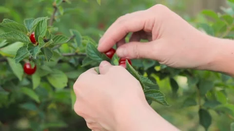 Female hands pick cherry berries in garden, picking of orchard fruits harvest 스톡 동영상 202007658