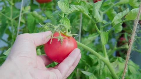 Female hands picking fresh tomatoes. Slow motion Stock Footage 223593527