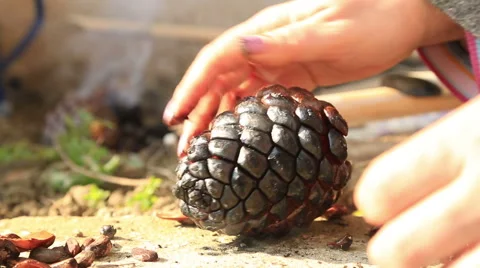 Female hands picks up a pine nut in a pine cones Stock Footage 59821536