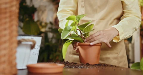 Female hands potting monstera monkey mask. Preparation for transplanting a Stock Footage 247283707