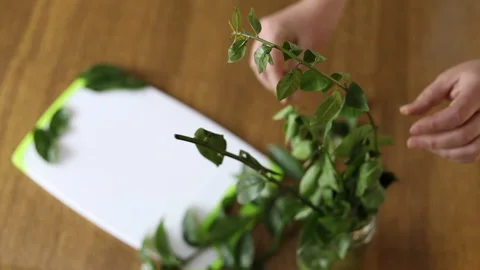 Female hands preparing ora-pro-nobis vines on cutting board 스톡 동영상 196848840