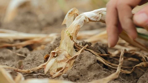 Female hands pulling out headed onion from ground Stock Footage 120292794