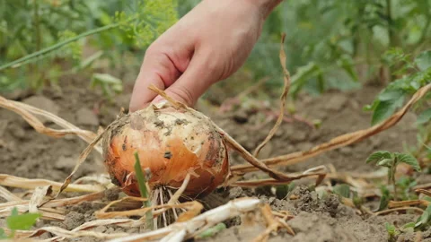 Female hands pulling out ripe onion from the dry ground Stock Footage 148618306